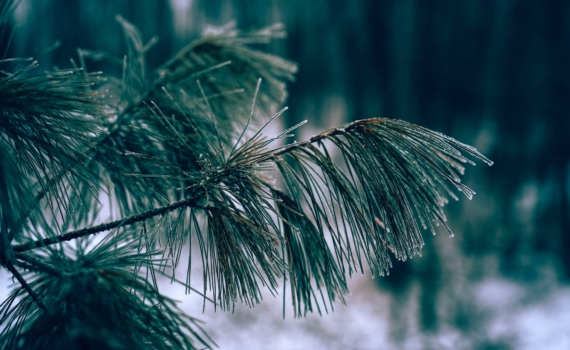 5 декабря 2025 отмечаем праздники в честь добровольцев, барменов, именинников и не только