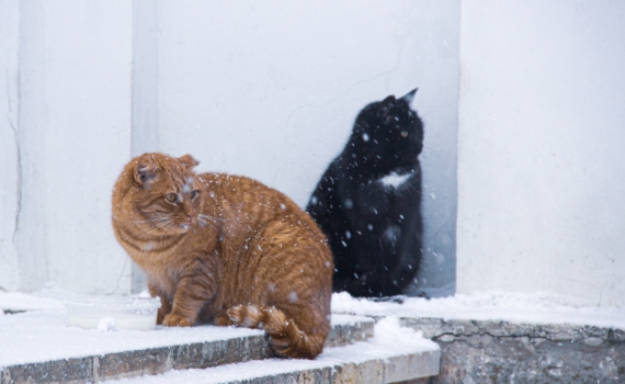 Ермилов день — 26 января: что можно и нельзя в день кошачьей магии — метеоролог, лекарь и не только Ермилов день — 26 января: что можно и нельзя в день кошачьей магии — метеоролог, лекарь и не только