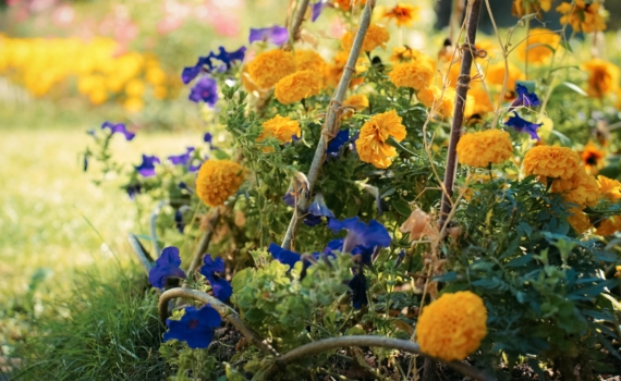 Глина, дожди, засуха — этим цветам всё равно: 5 растений, которые выживают там, где другие сдаются Глина, дожди, засуха — этим цветам всё равно: 5 растений, которые выживают там, где другие сдаются